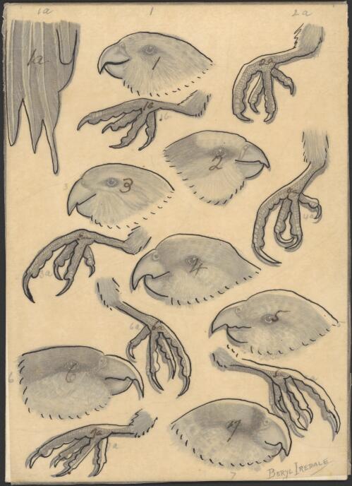 Watercolours for plates for an unpublished book on Australian birds by Gregory M. Mathews [Plate I] [picture] / Beryl Iredale