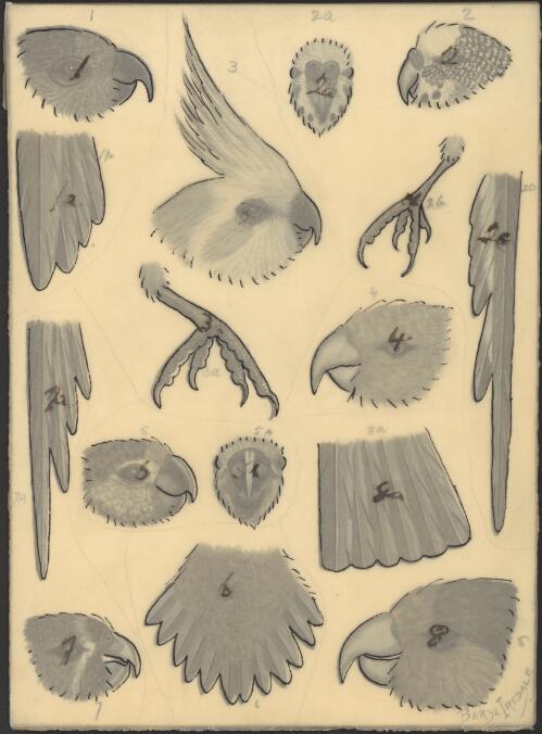 Watercolours for plates for an unpublished book on Australian birds by Gregory M. Mathews [Plate IV] [picture] / Beryl Iredale
