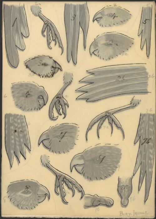 Watercolours for plates for an unpublished book on Australian birds by Gregory M. Mathews [Plate V] [picture] / Beryl Iredale