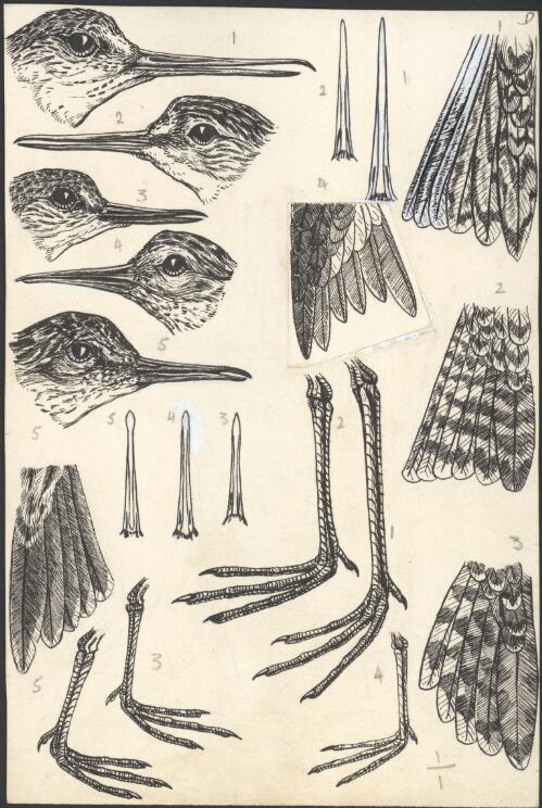Watercolours for plates for an unpublished book on Australian birds by Gregory M. Mathews [picture] / [Lilian Medland]