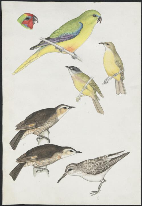 Watercolours for plates for an unpublished book on Australian birds by Gregory M. Mathews [picture] / [Lilian Medland]