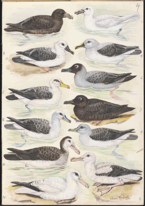 Albatross species illustrations for an unpublished book on Australian birds, 1938 [picture] / Lilian Medland