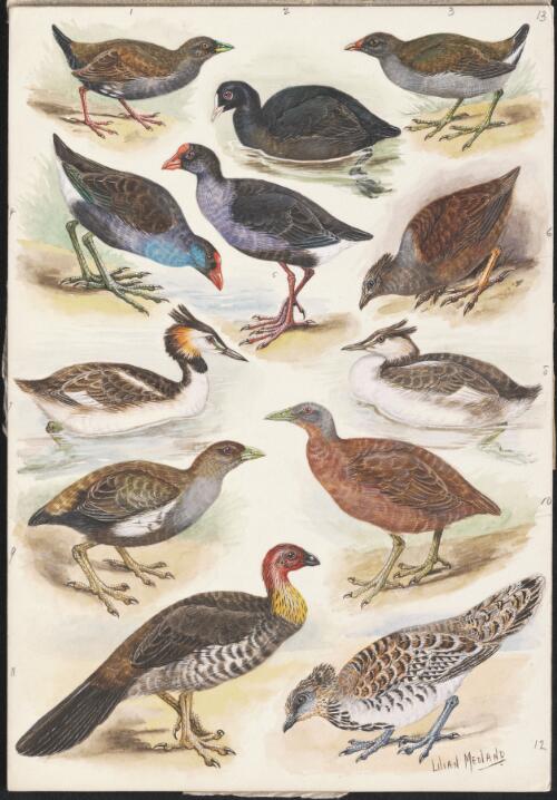 Rallidae species illustrations for an unpublished book on Australian birds, 1938 [picture] / Lilian Medland