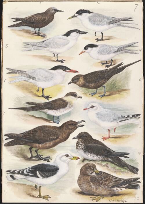 Laridae species illustrations for an unpublished book on Australian birds [picture] / Lilian Medland