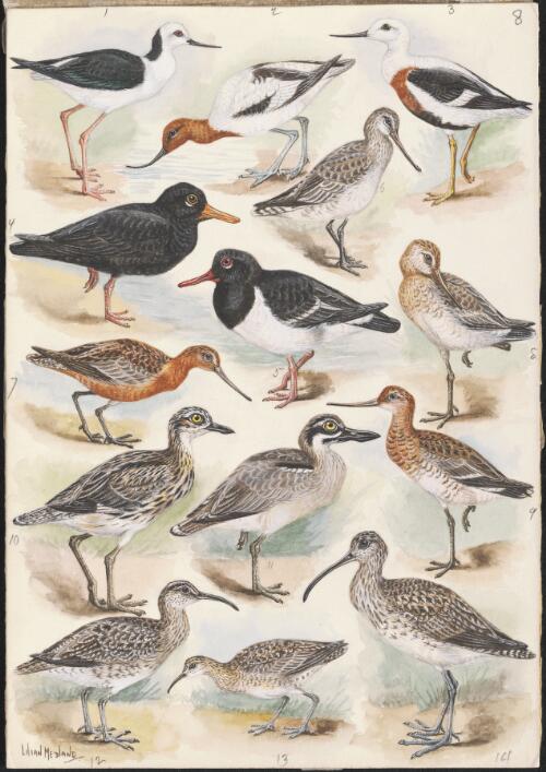 Scolopacidae and other species illustrations for an unpublished book on Australian birds, 1937 [picture] / Lilian Medland
