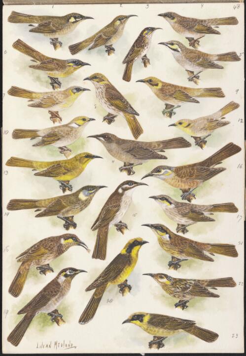 Honeyeater species illustrations for an unpublished book on Australian birds, 1939 [picture] / Lilian Medland