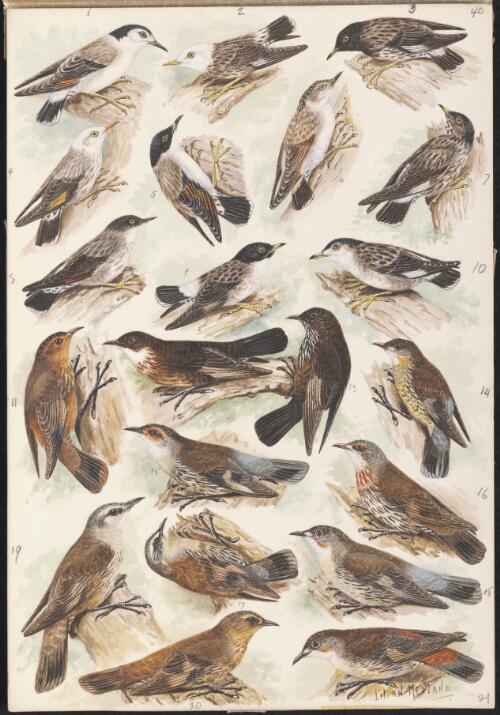 Sittella and Treecreeper species illustrations for an unpublished book on Australian birds, ca. 1935 [picture] / Lilian Medland