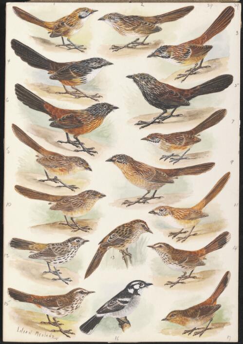 Maluridae and other species illustrations for an unpublished book on Australian birds, 1939 [picture] / Lilian Medland