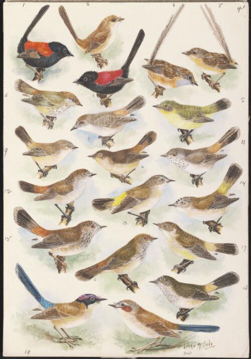 Australasian warbler species illustrations for an unpublished book on Australian birds, 1938 [picture] / Lilian Medland