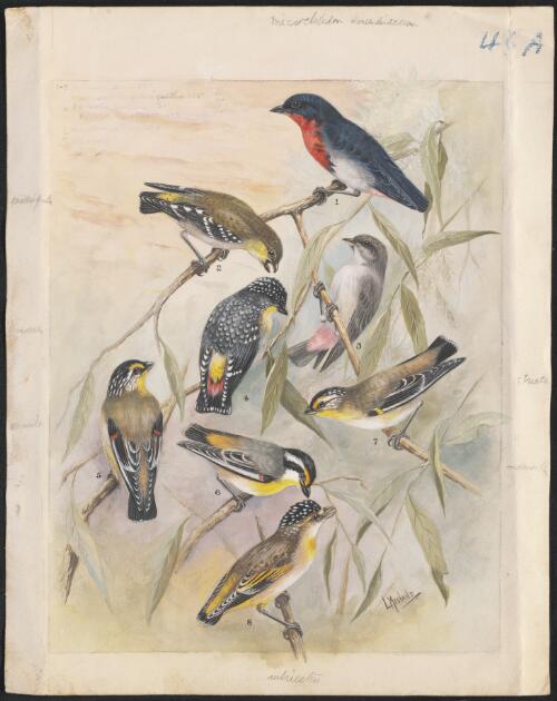 Pardalotidae species illustrations for an unpublished book on Australian birds, ca. 1935 [picture] / Lilian Medland