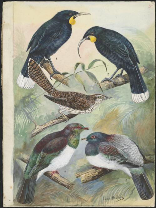Watercolours of New Zealand birds for an unpublished Manual of birds of New Zealand by Gregory M. Mathews [picture] / Lilian Medland