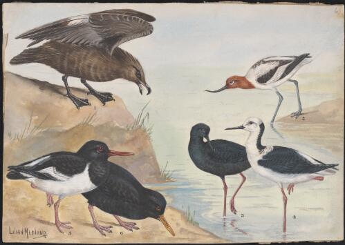 Stilt, oystercatcher and other bird species illustrations for an unpublished book on New Zealand birds, approximately 1934 / Lilian Medland