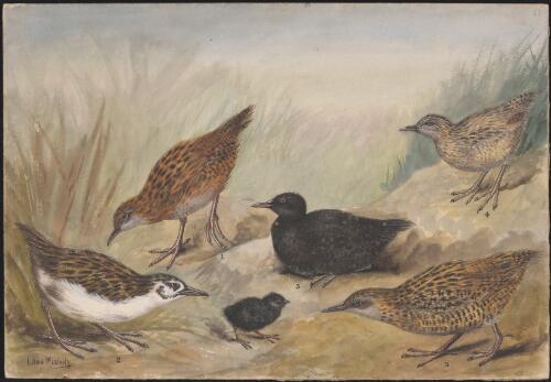 Weka bird species illustrations for an unpublished book on New Zealand birds, approximately 1934 / Lilian Medland