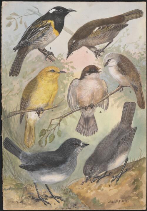 Stitchbird, yellowhead and other bird species illustrations for an unpublished book on New Zealand birds, approximately 1934 / Lilian Medland