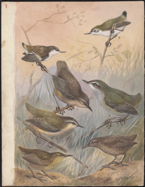 Wren bird species illustrations for an unpublished book on New Zealand birds, approximately 1934 / Lilian Medland