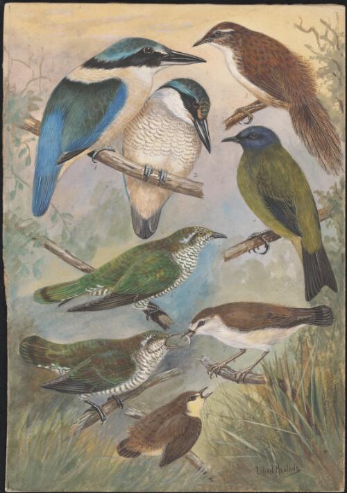Kingfisher, fernbird and other bird species illustrations for an unpublished book on New Zealand birds, approximately 1934 / Lilian Medland