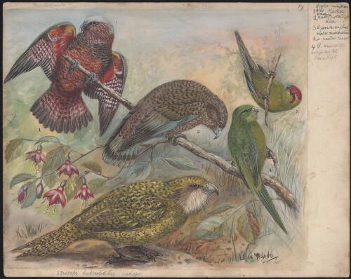 Parrot and parakeet bird species illustrations for an unpublished book on New Zealand birds, approximately 1934 / Lilian Medland
