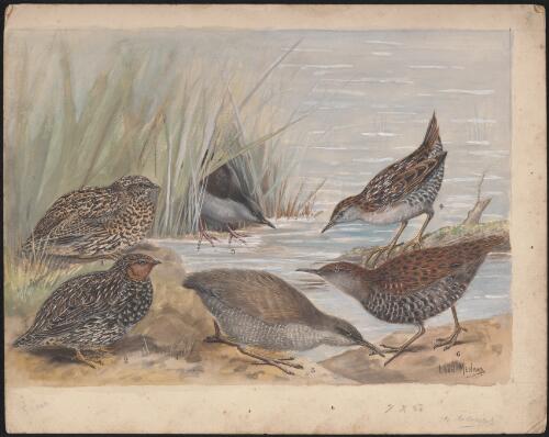 Quail, crake and rail bird species illustrations for an unpublished book on New Zealand birds, approximately 1934 / Lilian Medland