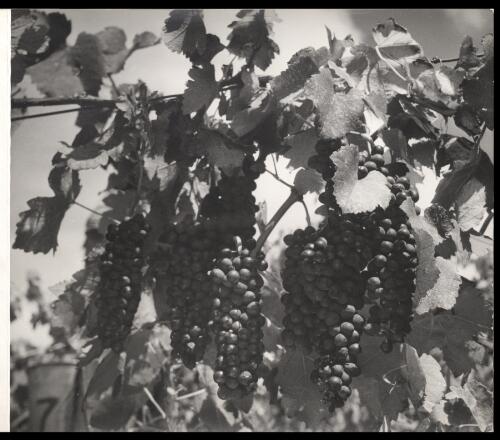 [Bunches of grapes hanging from a vine, Mount Pleasant winery, New South Wales, 1950] [picture]