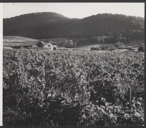 [Grape-vines, Mount Pleasant winery, New South Wales, 1950] [picture]