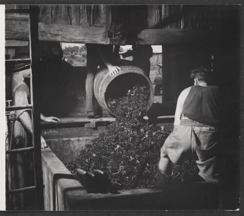 [Emptying barrels of grapes into a hopper, Mount Pleasant winery, New South Wales, 1950] [picture]