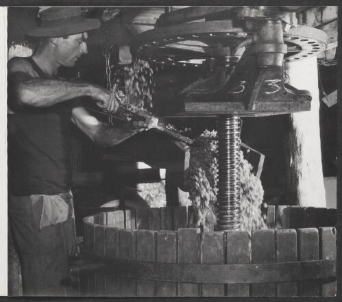 [Grapes pouring into the press, Mount Pleasant winery, New South Wales, 1950] [picture]