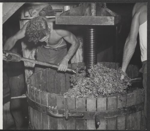[Emptying the grape press, Mount Pleasant winery, New South Wales, 1950] [picture]