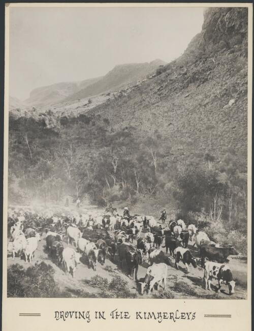 Droving in the Kimberleys, Western Australia, ca. 1910 [picture] / E.L. Mitchell