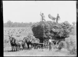 Four Men Loading Horse-drawn Cart With Wheat, Mandurama, New South 