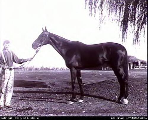 Man holding horse, Mandurama, New South Wales [picture] / E.A. Lumme