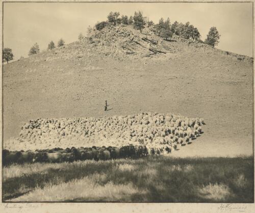 Mustering sheep, Flinders Ranges, South Australia [picture] / H. Cazneaux