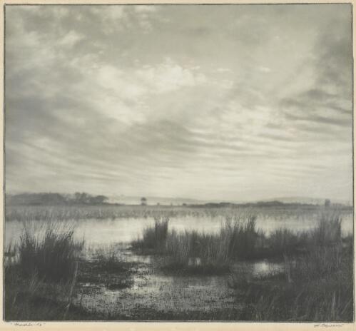 Marshlands, Australia [picture] / H. Cazneaux