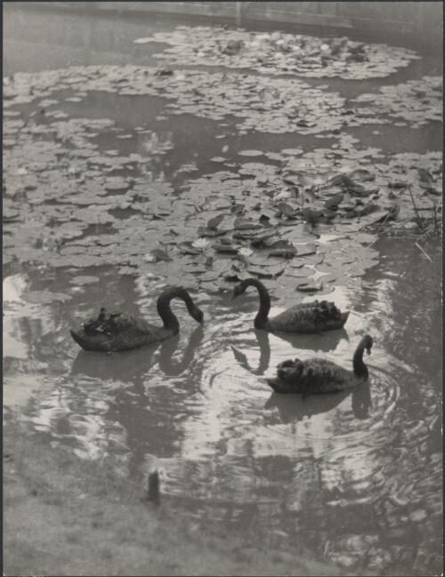Swans at Frensham School, Mittagong, New South Wales [picture] / Harold Cazneaux