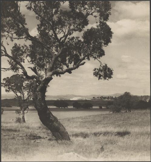 Parliament house in the distance, Canberra, approximately 1927 / Harold Cazneaux