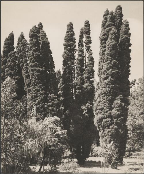Row of Coastal Cypress Pines at Gladesville Mental Hospital, Gladesville, New South Wales, 1933, 1 / Harold Cazneaux