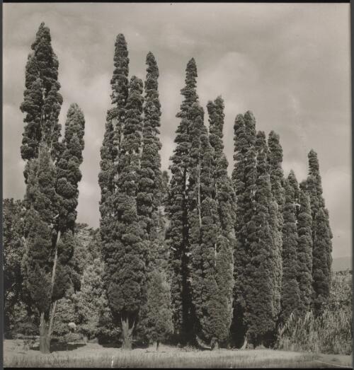 Row of Coastal Cypress Pines at Gladesville Mental Hospital, Gladesville, New South Wales, 1933, 2 / Harold Cazneaux