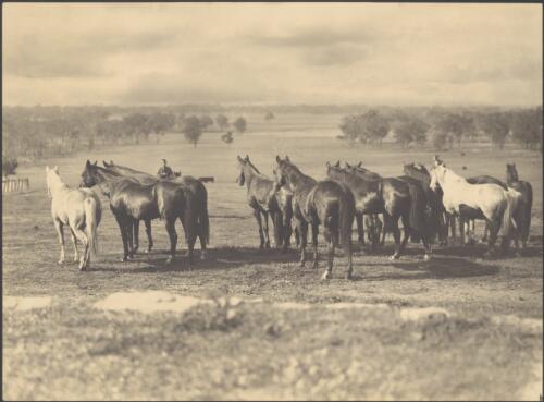Polo ponies at Pickering Station, Denman, New South Wales / Harold Cazneaux