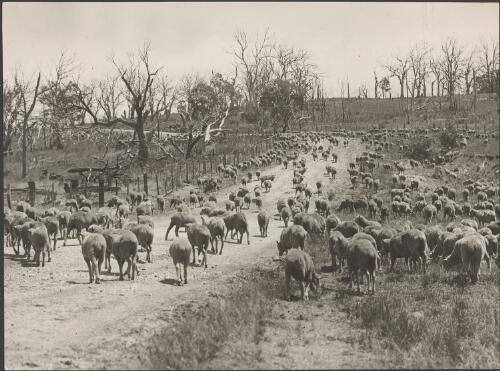 Sheep in drought affected country near Crookwell, New South Wales, approximately 1936 / Harold Cazneaux