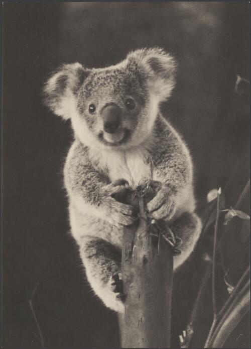 Baby koala, at the Koala Park Sanctuary, Castle Hill Road, Pennant Hills, New South Wales, 1930 / Harold Cazneaux