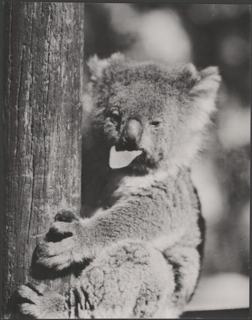 Koala with a leaf in his mouth at the Koala Park Sanctuary, Castle Hill Road, Pennant Hills, New South Wales, 1930 / Harold Cazneaux