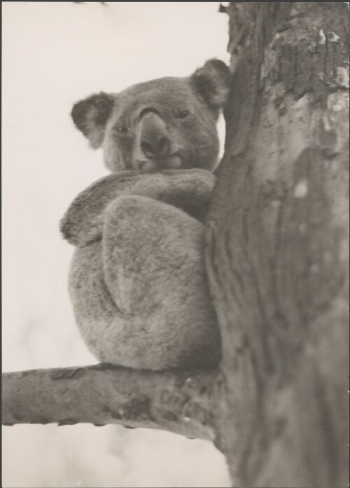 Old man koala at the Koala Park Sanctuary, Castle Hill Road, Pennant Hills, New South Wales, 1930 / Harold Cazneaux