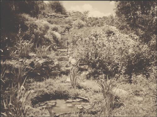 Stone steps leading to a pond with water lilies in a garden / Harold Cazneaux