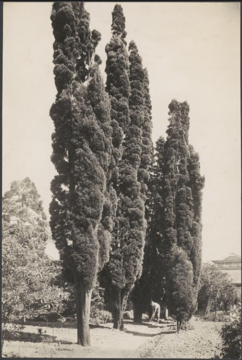Row of Coastal Cypress Pines at Gladesville Mental Hospital, Gladesville, New South Wales, 1933, 3 / Harold Cazneaux