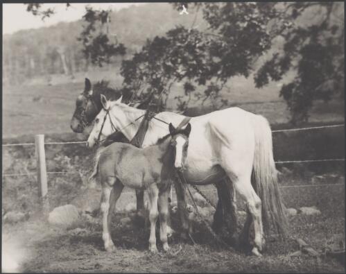 Two horses and a foal, at a Denman horse stud, New South Wales / H. Cazneaux