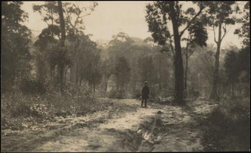 The bush track with child, Roseville, New South Wales, approximately 1921 / Harold Cazneaux