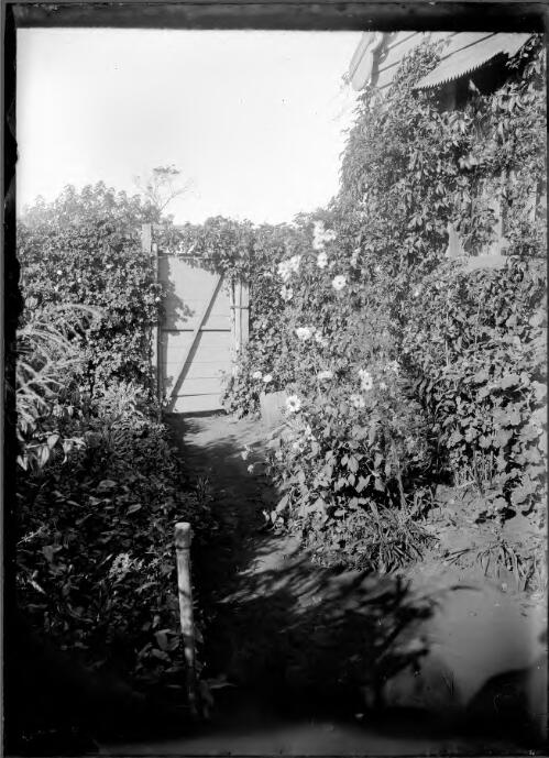 [W.H. Corkhill's garden] [picture] / [William Henry Corkhill]