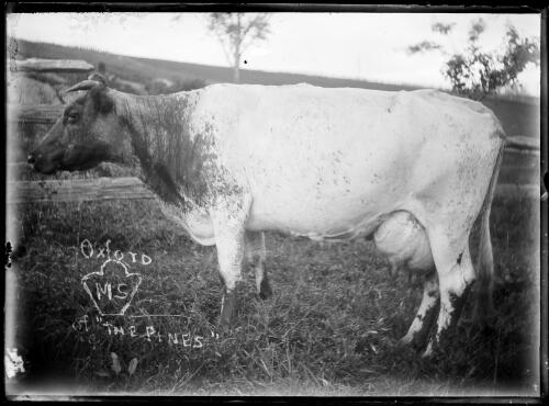 [Australian Illawarra Shorthorn cow belonging to Mr John Bate, Tilba Tilba] [picture] / [William Henry Corkhill]