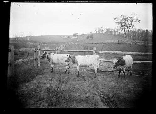 [Dairy cattle on Mountain Valley, the property of John Young] [picture] / [William Henry Corkhill]