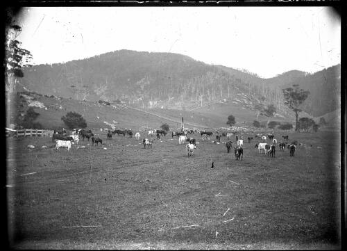 [Dairy herd at Mountain View, Tilba Tilba with Mt. Dromedary in background] [picture] / [William Henry Corkhill]