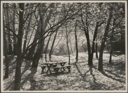Forest surrounding picnic area, Cotter River Region, Canberra [picture] / R.C. Strangman
